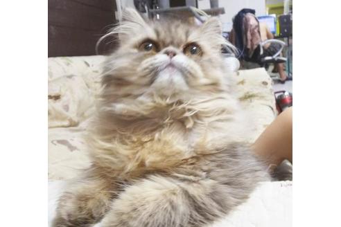 成約済の愛知県のエキゾチックロングヘア-6333の3枚目