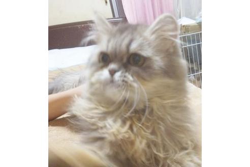 成約済の愛知県のエキゾチックロングヘア-6333の1枚目