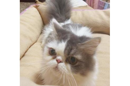 成約済の愛知県のエキゾチックロングヘア-6335の4枚目