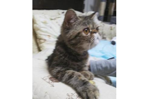 成約済の愛知県のエキゾチックショートヘア-6336の5枚目