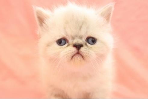 東京都のエキゾチックショートヘア 女の子 18 11 30生まれ シールリンクスポイント 子猫id 6343 子猫ブリーダーナビ
