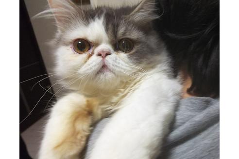 成約済の愛知県のエキゾチックロングヘア-6335の1枚目