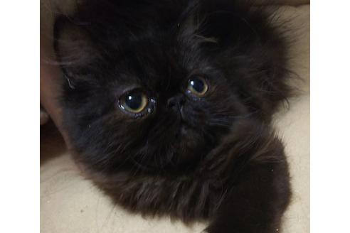 成約済の愛知県のペルシャ-6334の6枚目