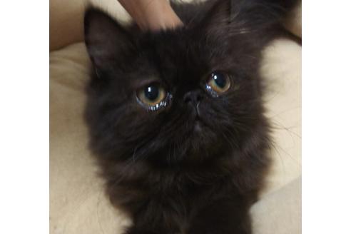 成約済の愛知県のペルシャ-6334の5枚目