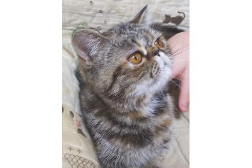 成約済の愛知県のエキゾチックショートヘア-6336