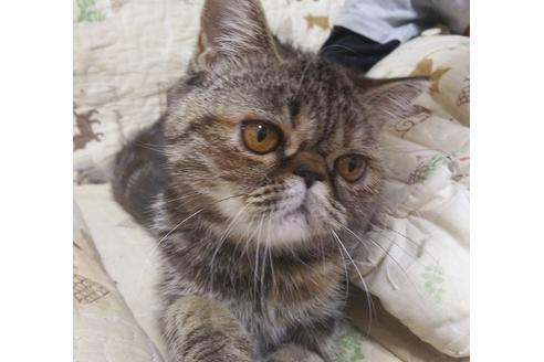 成約済の愛知県のエキゾチックショートヘア-6336の4枚目