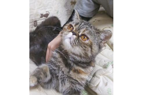 成約済の愛知県のエキゾチックショートヘア-6336の3枚目