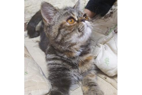 成約済の愛知県のエキゾチックショートヘア-6336の2枚目