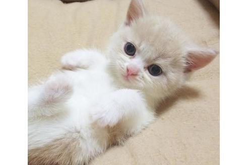 成約済の愛知県のスコティッシュフォールド-6360の6枚目