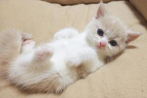 成約済の愛知県のスコティッシュフォールド-6360の4枚目