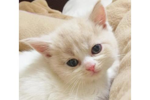 成約済の愛知県のスコティッシュフォールド-6360の3枚目