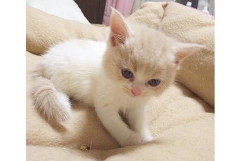 成約済の愛知県のスコティッシュフォールド-6360の2枚目