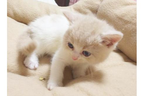 成約済の愛知県のスコティッシュフォールド-6360の1枚目