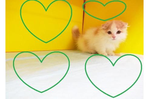 成約済の東京都のマンチカン-6376の2枚目