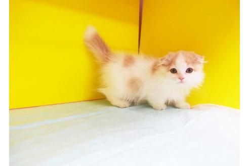 成約済の東京都のマンチカン-6376の1枚目