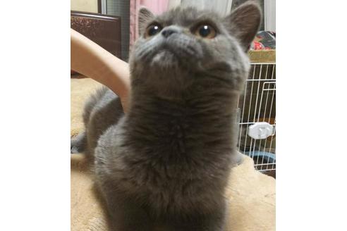 成約済の愛知県のエキゾチックショートヘア-6386の6枚目