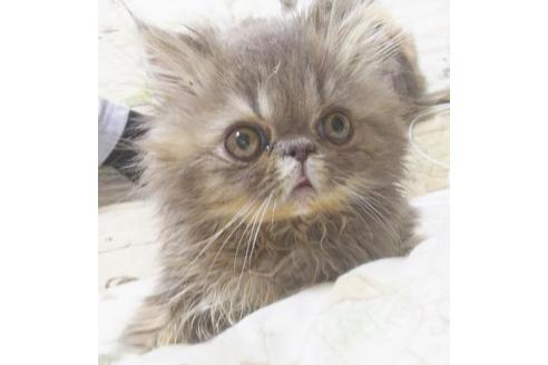 成約済の愛知県のエキゾチックロングヘア-6387の5枚目