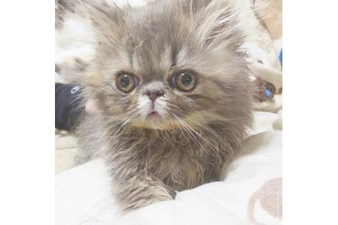 成約済の愛知県のエキゾチックロングヘア-6387の4枚目