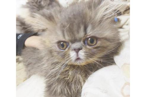 成約済の愛知県のエキゾチックロングヘア-6387の1枚目