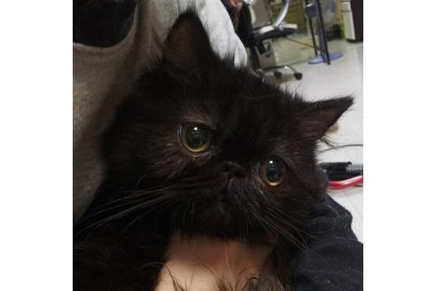 成約済の愛知県のペルシャ-6334の4枚目