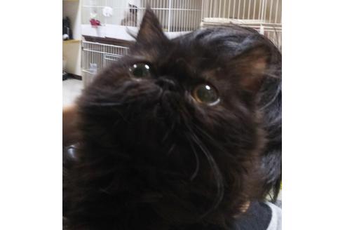 成約済の愛知県のペルシャ-6334の3枚目