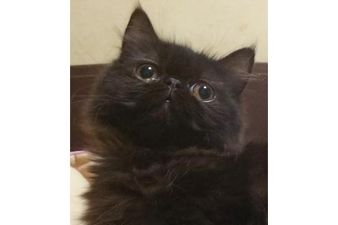 成約済の愛知県のペルシャ-6334の2枚目