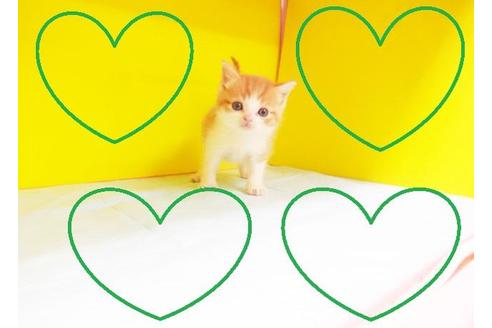 成約済の東京都のスコティッシュフォールド-6405の2枚目