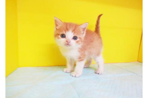 成約済の東京都のスコティッシュフォールド-6405の1枚目