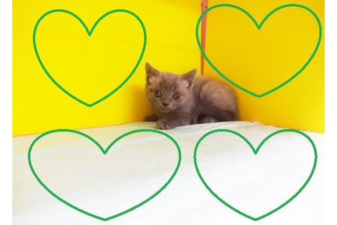 成約済の東京都のブリティッシュショートヘア-6406の2枚目