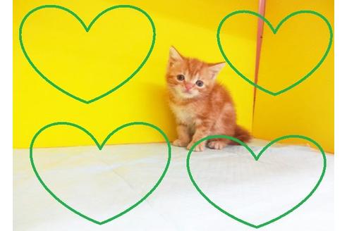 成約済の東京都のアメリカンショートヘア-6407の2枚目