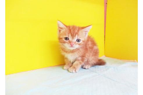 成約済の東京都のアメリカンショートヘア-6407の1枚目