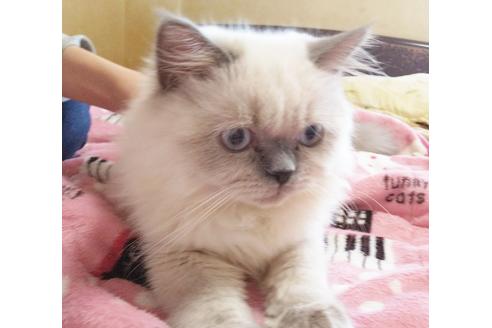 成約済の愛知県のヒマラヤン-6091