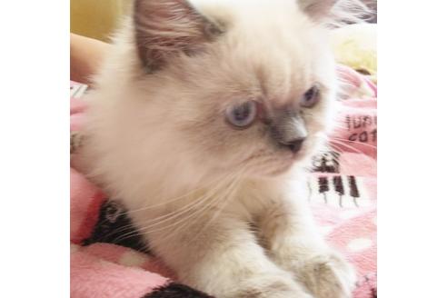 成約済の愛知県のヒマラヤン-6091の5枚目