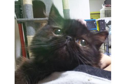 成約済の愛知県のペルシャ-6334の1枚目