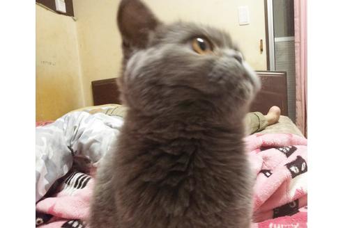 成約済の愛知県のエキゾチックショートヘア-6386の5枚目