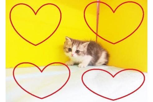 成約済の東京都のスコティッシュフォールド-6431の2枚目