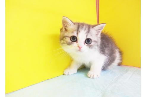 成約済の東京都のスコティッシュフォールド-6431の1枚目