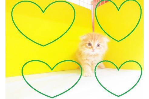 成約済の東京都のスコティッシュフォールド-6432の2枚目