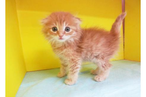 成約済の東京都のスコティッシュフォールド-6432の1枚目