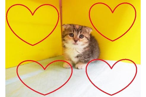 成約済の東京都のマンチカン-6433の2枚目