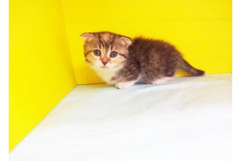 成約済の東京都のマンチカン-6433の1枚目