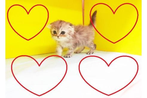 成約済の東京都のスコティッシュフォールド-6434の2枚目