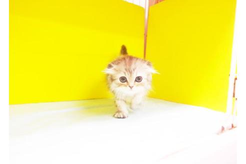 成約済の東京都のスコティッシュフォールド-6434の1枚目