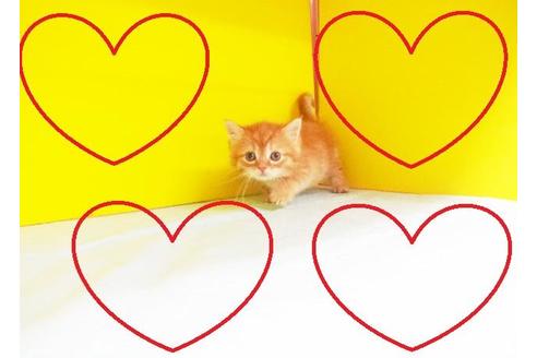 成約済の東京都のマンチカン-6435の2枚目