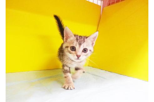 成約済の東京都のミックス-6436の1枚目