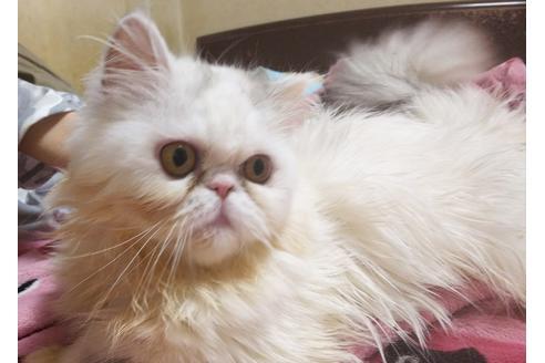 成約済の愛知県のエキゾチックロングヘア-6385