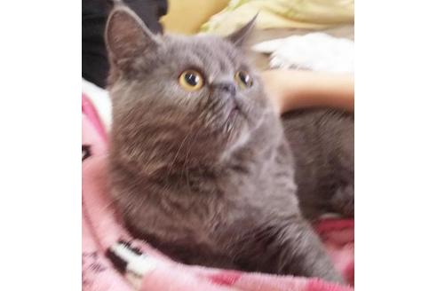 成約済の愛知県のエキゾチックショートヘア-6447の6枚目