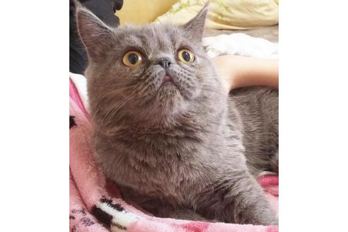 成約済の愛知県のエキゾチックショートヘア-6447の5枚目