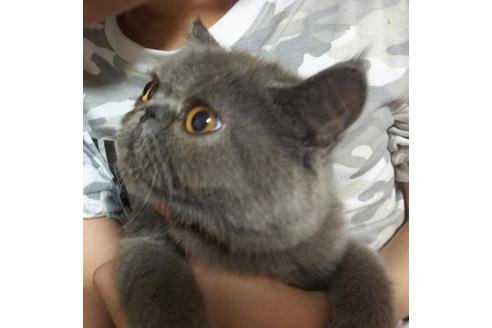 成約済の愛知県のエキゾチックショートヘア-6447の4枚目