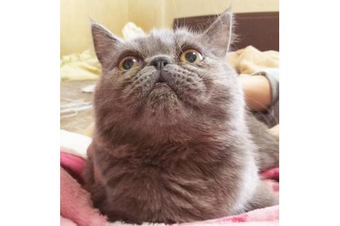 成約済の愛知県のエキゾチックショートヘア-6447の3枚目